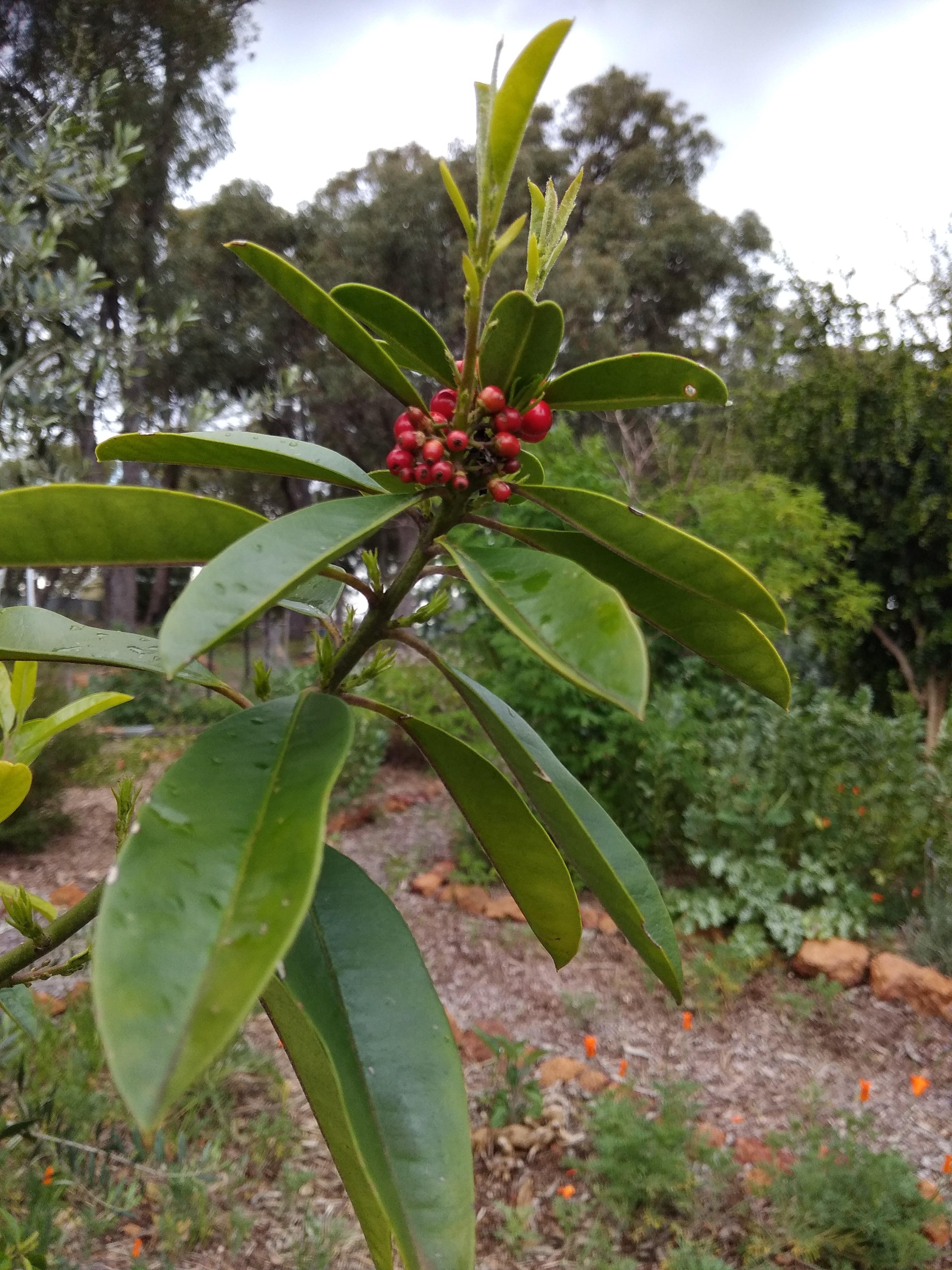 Mate (Yerba ): Details, Properties, Effects